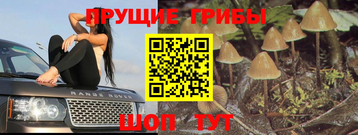 Галлюциногенные грибы Psilocybe Михайловка